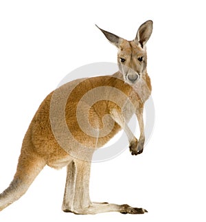 Young red kangaroo (9 months) - Macropus rufus