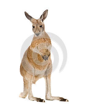 Young red kangaroo (9 months) - Macropus rufus photo