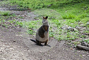 Young red kangaroo ,australia