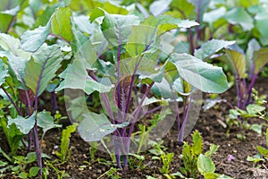 Young red kohlrabi plant in the garden