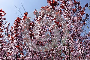 Young red leaves and pink flowers of Prunus pissardii against the sky