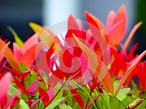 young red leaves of top christina decorate plant