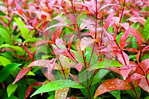 young red leaves of top christina decorate plant in garden