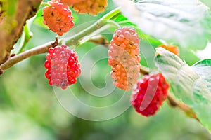 Young red Mulberry fruit on tree