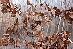 Young red oak with dry last year\'s leaves in springtime