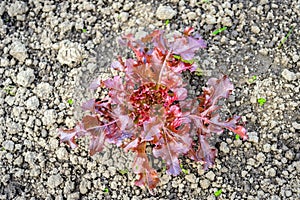 Young red oak leaf lettuce plant in the ground at close