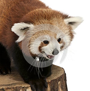 Young Red panda or Shining cat, Ailurus fulgens photo