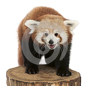 Young Red panda or Shining cat, Ailurus fulgens photo