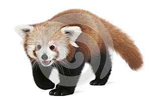 Young Red panda or Shining cat, Ailurus fulgens