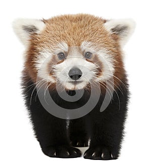 Young Red panda or Shining cat, Ailurus fulgens