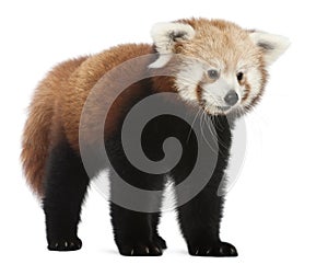 Young Red panda or Shining cat, Ailurus fulgens photo