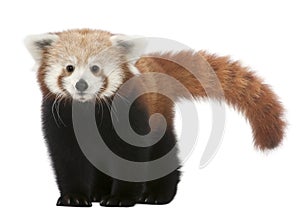 Young Red panda or Shining cat, Ailurus fulgens photo