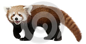 Young Red panda or Shining cat, Ailurus fulgens, 7 months old