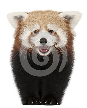 Young Red panda or Shining cat, Ailurus fulgens, 7 months old