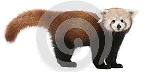 Young Red panda or Shining cat, Ailurus fulgens, 7 months old photo