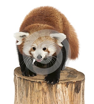 Young Red panda or Shining cat, Ailurus fulgens, 7 months old