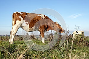 Young red pied cow tries with her tongue to eat the weeds in the meadow.