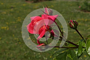 Young red pink rose flower hybrid Shogun, established in 1970 by german rose breeding company Tantau. photo