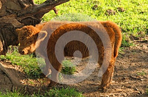 Young Red Scottish Highland Calf