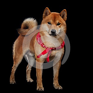 Young red shiba inu boy