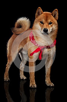 Young red shiba inu boy