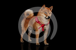 Young red shiba inu boy