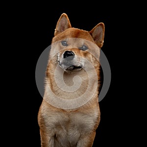 Young red shiba inu boy