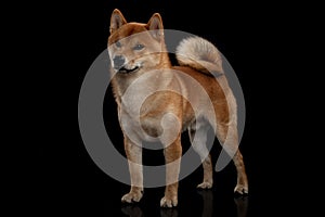 Young red shiba inu boy