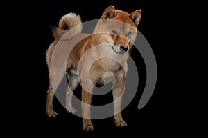 Young red shiba inu boy