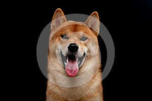 Young red shiba inu boy