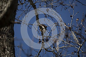 Young Red-Shouldered Hawk