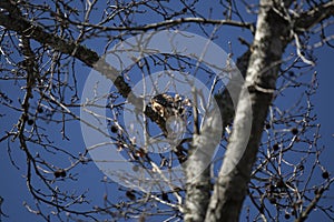 Young Red-Shouldered Hawk