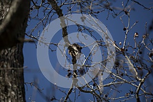 Young Red-Shouldered Hawk