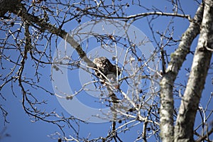 Young Red-Shouldered Hawk Grooming