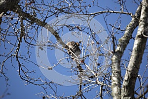 Young Red-Shouldered Hawk Grooming