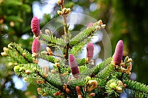 Young red spruce cones