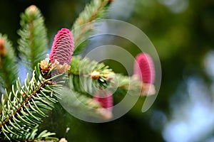 Young red spruce cones