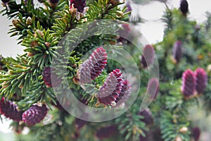 Young red spruce cones on the branches