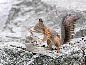 Young red squirrel sitting on grey stone near sackcloth bag