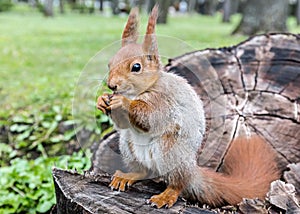 Young red squirrel sitting on tree stump in forest and eating nu