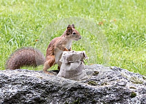 Young squirrel sitting on grey stone in park