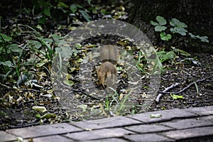 The young red squrrel & x28;sciurus vulgaris& x29; looks for some food