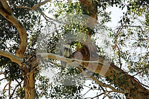 Young Red Tail Hawk. A young Red Tail Hawk sits in a tree in Souther California. Hawks are birds of prey and an important part of