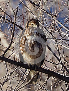 Young Red Tailed Hawk in the Morning