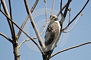 Young Red-Tailed Hawk Perched in a Tree