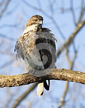 Red tailed hawk young in tree