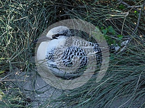 Young red-tailed tropicbird Phaethon rubricauda of Madagascar