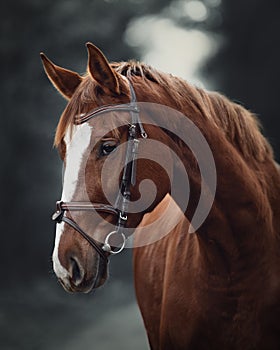 Young red trakehner mare horse with bridle in dark forest