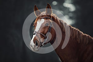 Young red trakehner mare horse with bridle in dark forest