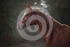 Young red trakehner mare horse in brown bridle on forest background